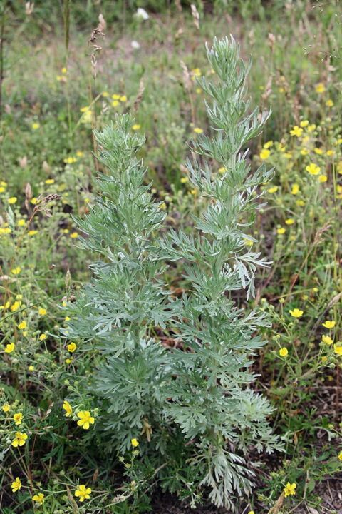 Wormwood - raw material for the production of an effective antihelminthic
