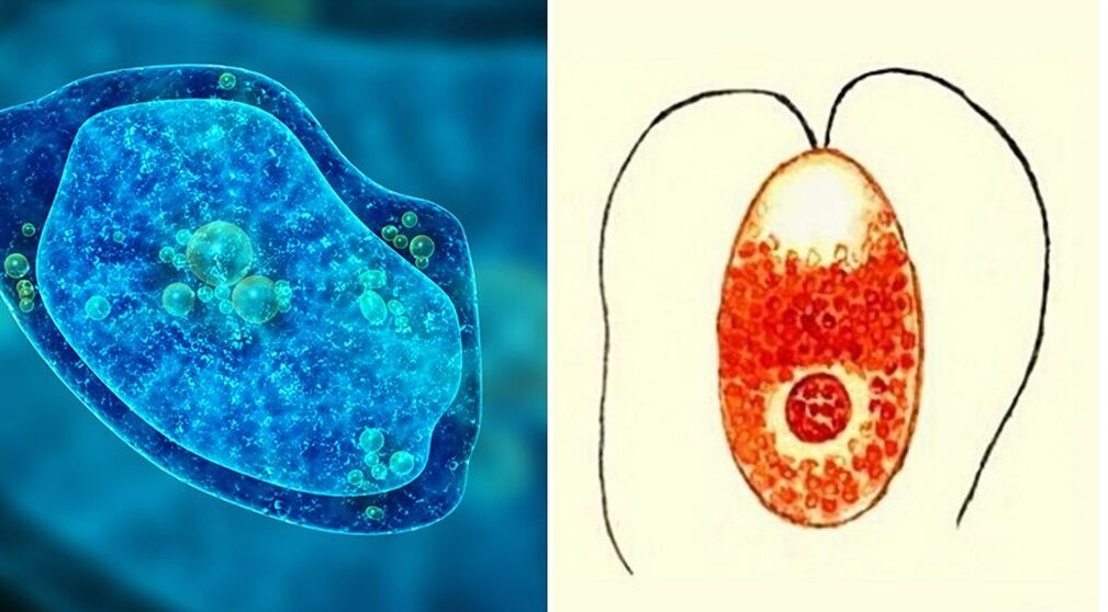 unicellular parasites, dysenteric amoeba and malarial Plasmodium
