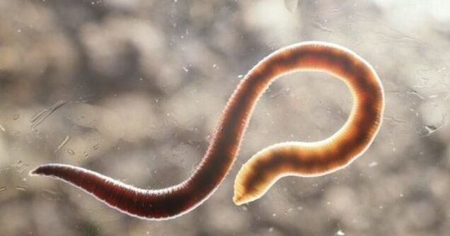 An endoparasite that lives inside the human body