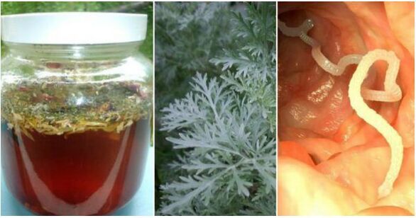 A wormwood-based decoction helps kill parasites