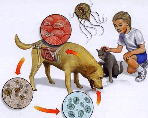 Symptoms of a Lamblia infection