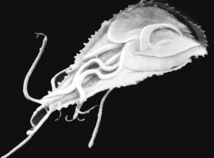 Malarial plas modium