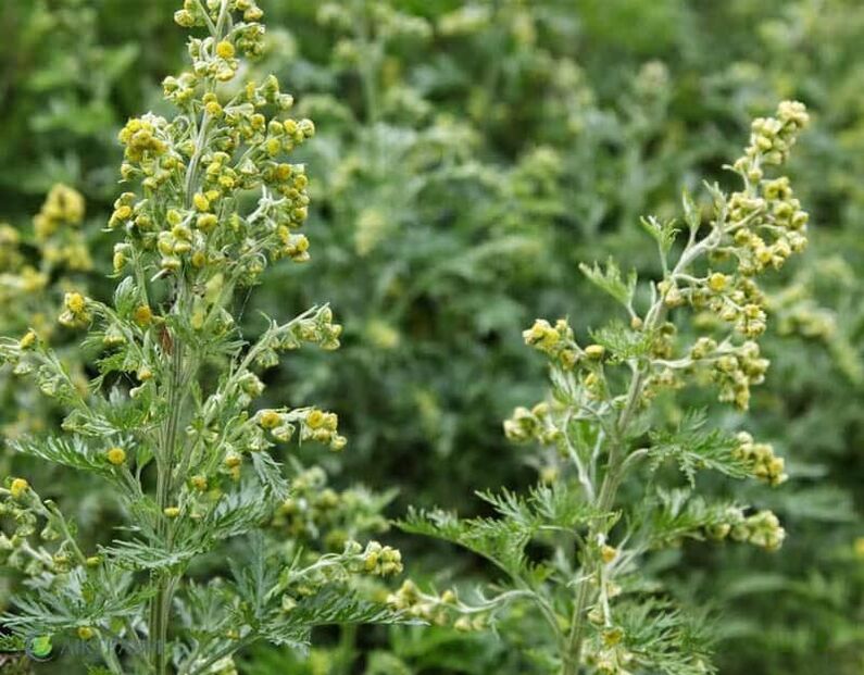 Bitter wormwood from parasites
