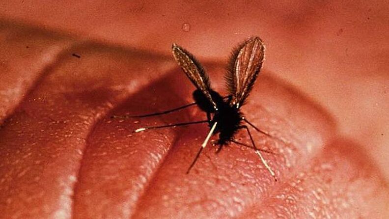 Leishmania