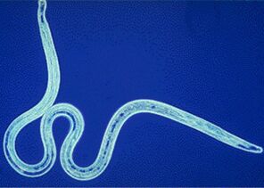 parasite